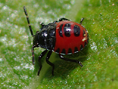 Stink Bug (immature)